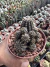 Lobivia arachinocantha vaso 11 ( Flores sortidas ) - comprar online