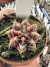 Gymnocalycium Híbrido Daydream vaso 6 Cod 59