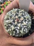 Astrophytum Asterias V-type Super Kabuto Vaso 6 cod 18