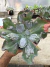 Echeveria Gibbiflora Speed Bumps vaso 15