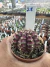 Gymnocalycium T- Lux vaso 6 cod 28
