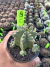 Euphorbia Fruticosa inermis vaso 9 Cod 9