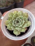 Echeveria Hiarium solta carunculas vaso 8