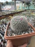 Mammilaria Hanniana vaso 16 - comprar online
