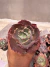 Echeveria Gibbiflora Red Olong vaso 12 - comprar online