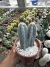 Pilosocereus LEUCOCEPHALUS vaso 12 duas mudas - comprar online