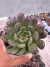 Graptoveria Bashful vaso 11