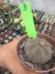 Euphorbia Obesa Casal ( macho e fêmea) vaso 7 Cod 3 - comprar online