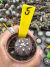 Astrophytum A. Purple vaso 6 cod 5 - comprar online