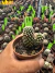Mammillaria Gracilis Oruga vaso 7 cod 14 na internet