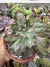 Echeveria Gibbiflora Virginia Lee cuia 18 - comprar online