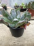 Echeveria Gibbiflora Speed Bumps vaso 15 - comprar online