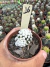 Mammillaria Gracilis Oruga vaso 7 cod 16 - comprar online