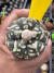 Astrophytum Asterias V-type Super Kabuto Vaso 6 cod 102