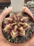 Gymnocalycium Híbrido Daydream vaso 6 Cod 5