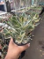 Jade Variegata vaso 12