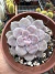 Graptopetalum superbum Vaso 11
