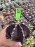 Gymnocalycium M. Purple vaso 9 cod 70