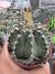 Gymnocalycium mihanovichii Vaso 11 Cod 41 - comprar online