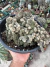 Echinopsis chamaecereus Cristata cuia 21 na internet