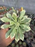 Euphorbia Monadenium Guentheri Variegata vaso 9