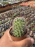 Mammilaria Alamensis vaso 7 - loja online