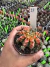 Gymnocalycium Multicolor pote 9 Cod 18