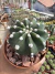 Echinopsis Subdenudata (cacto Lua ) vaso 11 - comprar online