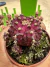 Gymnocalycium T- Lux vaso 6 cod 34
