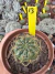 Matucana aureiflora vaso 11 cod 13 - comprar online
