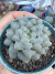 Haworthia de Vidro Cooperi importada vaso 9 - comprar online