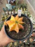 Gymnocalycium Variegata Matriz vaso 15 Cod 10