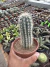Pachycereus pringlei Vaso 12 na internet