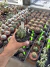 Euphorbia Fruticosa inermis vaso 9 Cod 1 - comprar online
