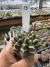 Gymnocalycium Híbrido Daydream vaso 6 Cod 13