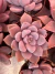 Echeveria Bervely vaso 11 na internet