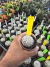 Astrophytum Asterias V-type Super Kabuto Vaso 6 cod 45 - comprar online