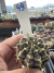 Gymnocalycium Híbrido Daydream vaso 6 Cod 49 - comprar online
