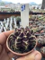Gymnocalycium Híbrido Daydream vaso 6 Cod 51