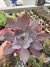 Echeveria Afterglow cuia 21 - comprar online