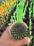 Gymnocalycium Thornless Vaso 6 Cod 95 - comprar online