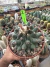 Thelocactus Rinconensis matriz vaso 15 Cod 2