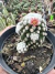 Mammillaria Gracilis Oruga vaso 9 - comprar online