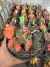 Gymnocalycium Variegata Matriz vaso 15 Cod 35