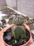 Discocactus woutersianis exertado vaso 7 - comprar online