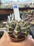 Gymnocalycium Híbrido Daydream vaso 6 Cod 46