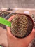 Gymnocalycium M. Cristata vaso 9 G32 - comprar online