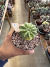 Cacto lua Variegata raiz própria vaso 11 Cod 1 - comprar online