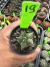 Astrophytum kikko vaso 7 Cod 19 - comprar online