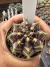Gymnocalycium Híbrido Daydream vaso 6 Cod 12